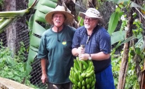 Banana harvest CLR