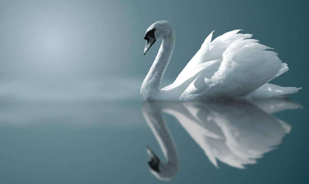 bigstock_Swan_Reflections_8035