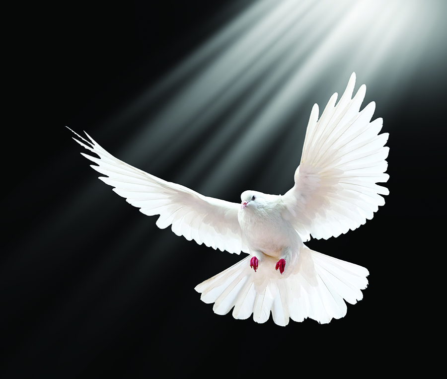 A free flying white dove isolated on a black