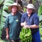 Banana harvest CLR