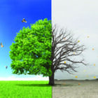The concept of life and death. Dead and live tree at different backgrounds