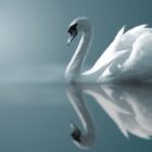 bigstock_Swan_Reflections_8035