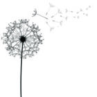 Dandelion flower desing design