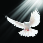 A free flying white dove isolated on a black