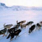 p.17 7813 Dog sled team CLR